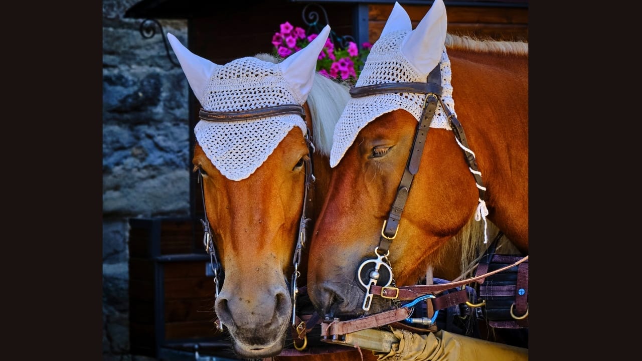 Study Traces the Taming of Modern Horses Back Thousands of Years 5 Study Traces the Taming of Modern Horses Back Thousands of Years - draft horses ss2501464031