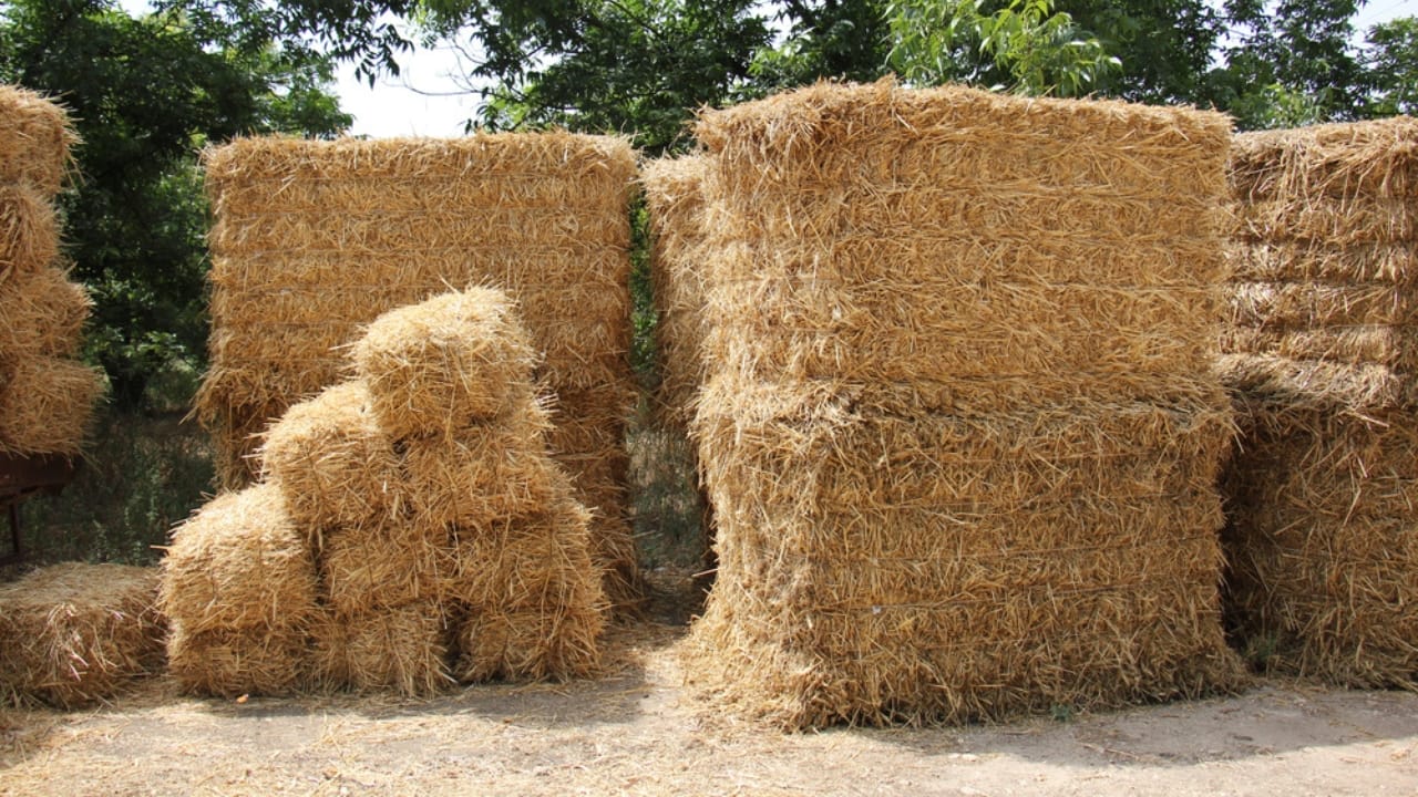 16 Clever Ways to Use Straw in Your Garden 15 16 Clever Ways to Use Straw in Your Garden - dry straw dp164754612