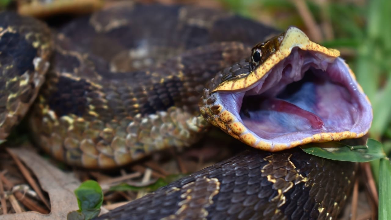 10 Weird Snakes That Make You Question What’s Possible in Nature 11 10 Weird Snakes That Make You Question What’s Possible in Nature - eastern Hognose Snake ss2480506771