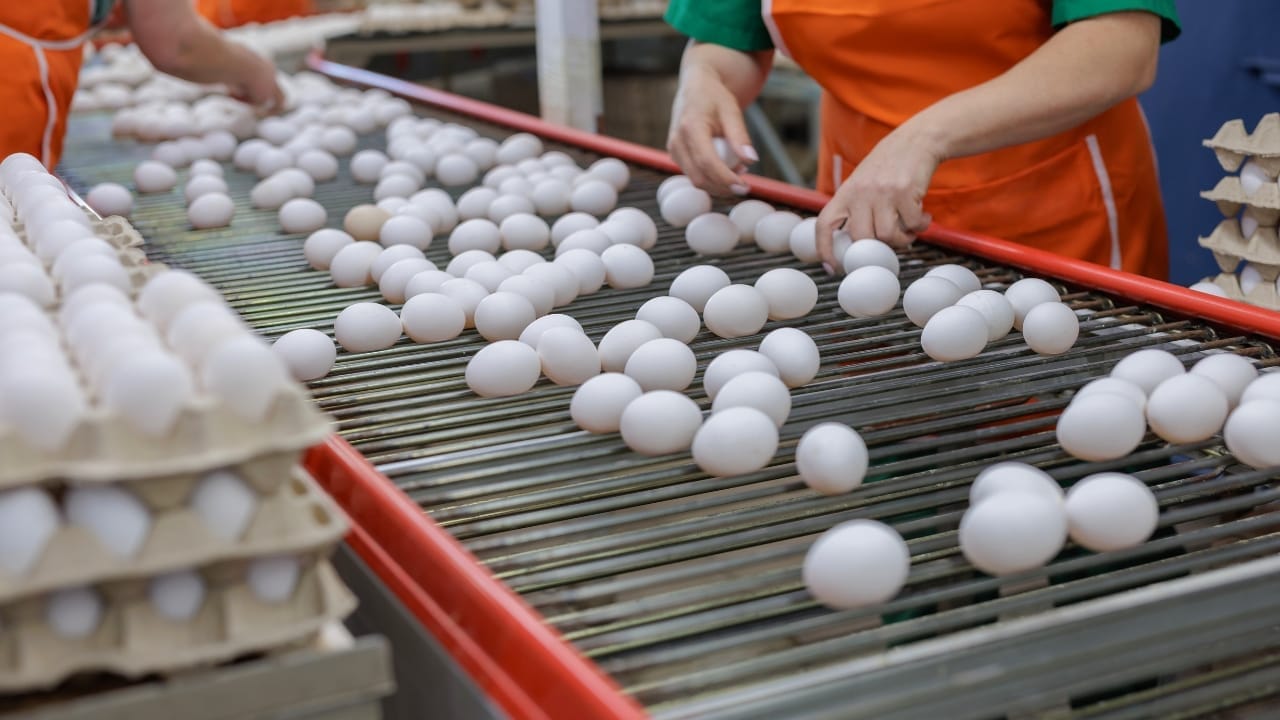 Scrambled Market: Egg Prices Set to Rise—Here’s What’s Really Behind It - eggs ss2364843839