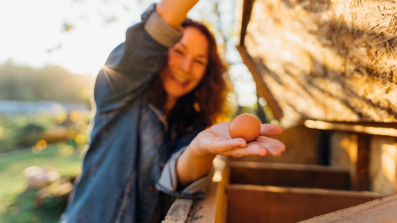 Don’t Build a Chicken Coop Without These 14 Must-Haves 5 Don’t Build a Chicken Coop Without These 14 Must-Haves - eggs ss2447996999