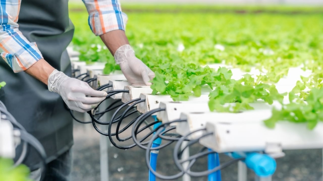 $140K on 1.5 Acres: 10 Strategies for Small Farm Success 7 $140K on 1.5 Acres: 10 Strategies for Small Farm Success - farmer adjusting water pipe ss2126245544