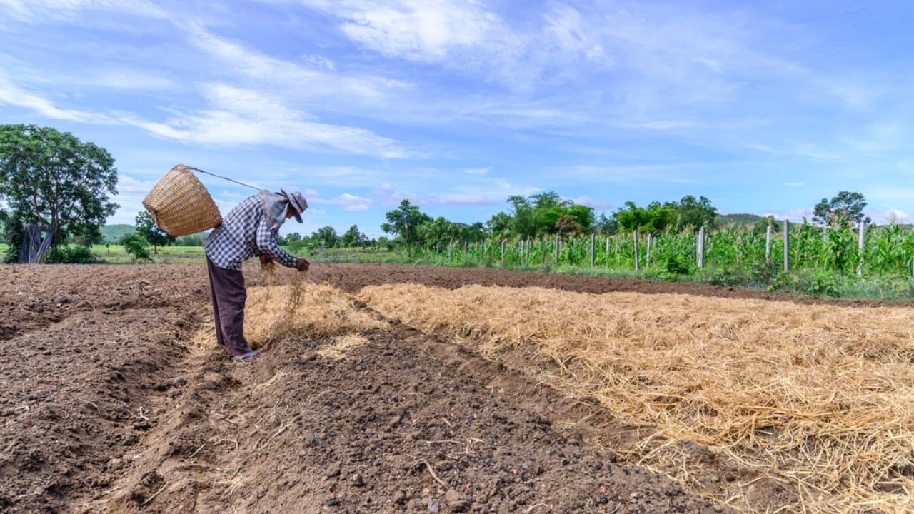 Ruth Stout’s ‘No-Work’ Gardening Method Made Simple: A Guide for Beginners 6 Ruth Stout’s ‘No-Work’ Gardening Method Made Simple: A Guide for Beginners - farmer straw mulching dp82884026