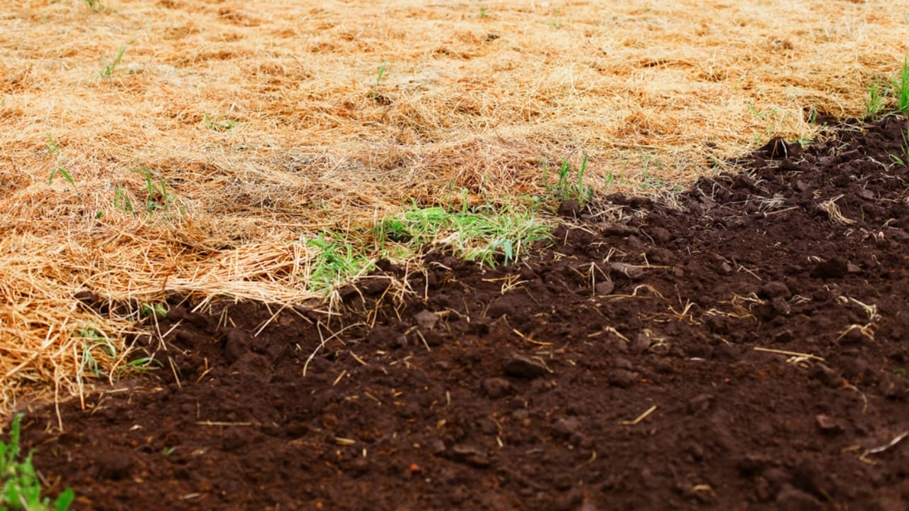 16 Clever Ways to Use Straw in Your Garden 7 16 Clever Ways to Use Straw in Your Garden - field with straw mulch dp73814493
