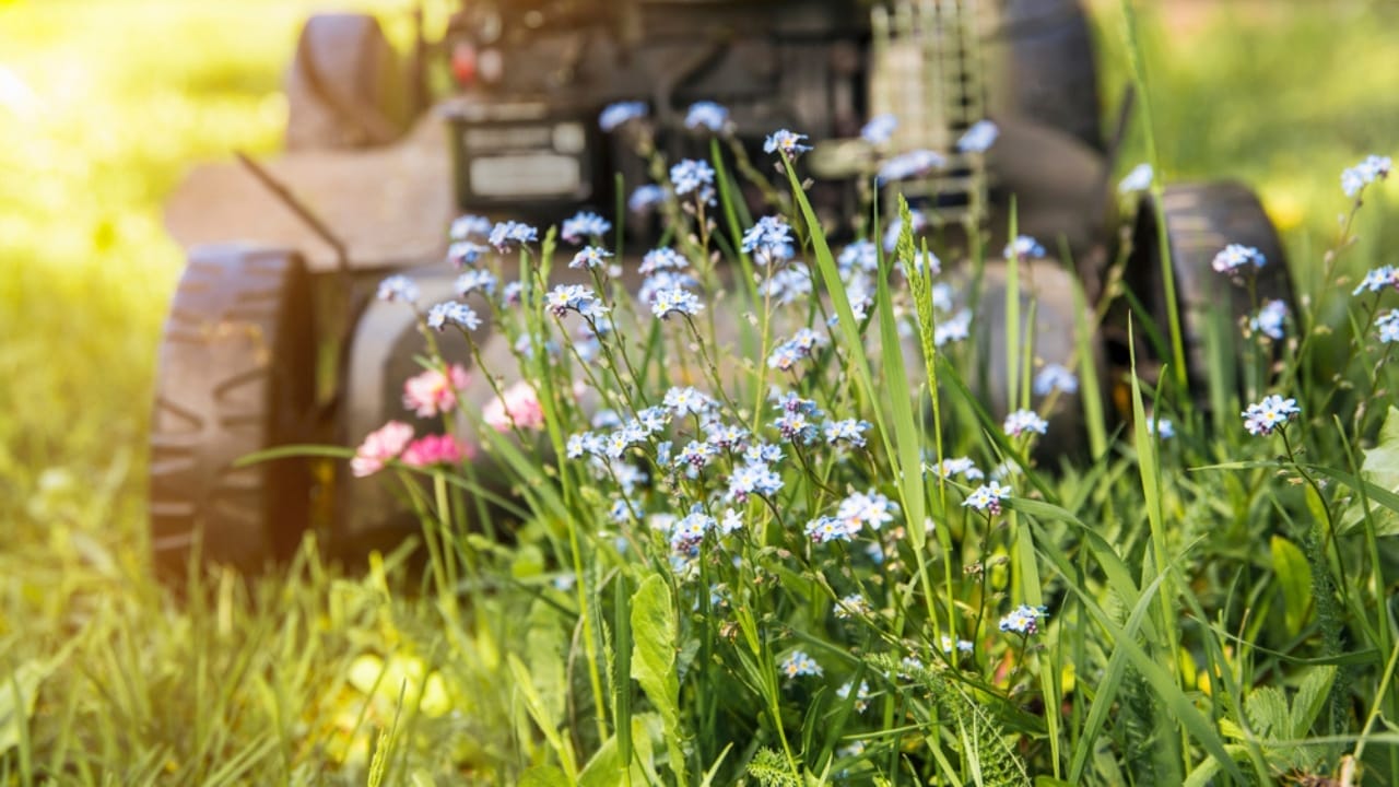 Wisconsin City Introduced 'No-Mow May,' Now Rethinks Approach Due to Issues 3 Wisconsin City Introduced 'No-Mow May,' Now Rethinks Approach Due to Issues - flowers for pollinators not mowing ss1746236387