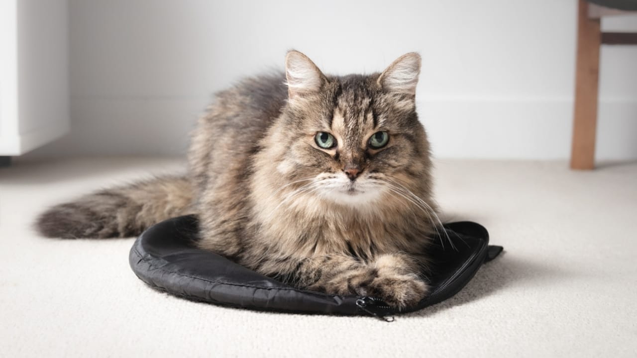 Why Cats Rule: 24 Reasons They're Better Than Dogs 4 Why Cats Rule: 24 Reasons They're Better Than Dogs - fluffy cat ss2217605649