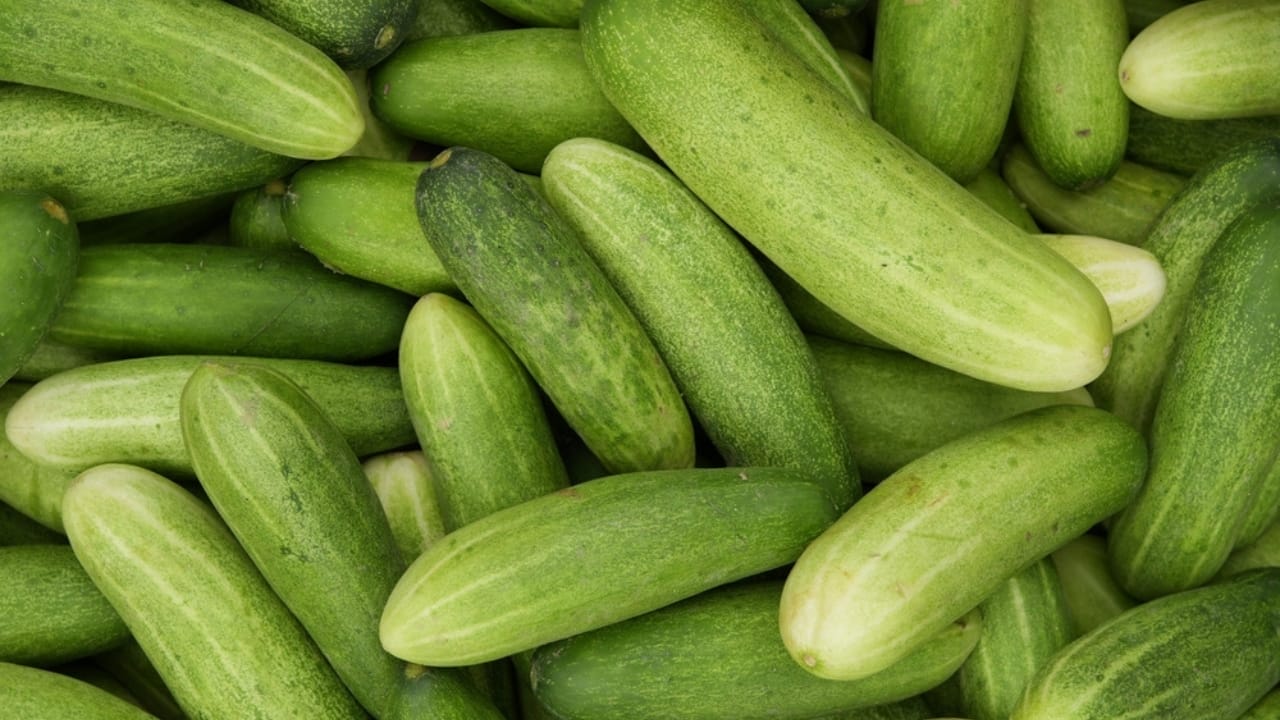 Why Cucumbers are Wrapped in Plastic—and Why it’s a Good Thing - fresh cucumbers ss2466156709
