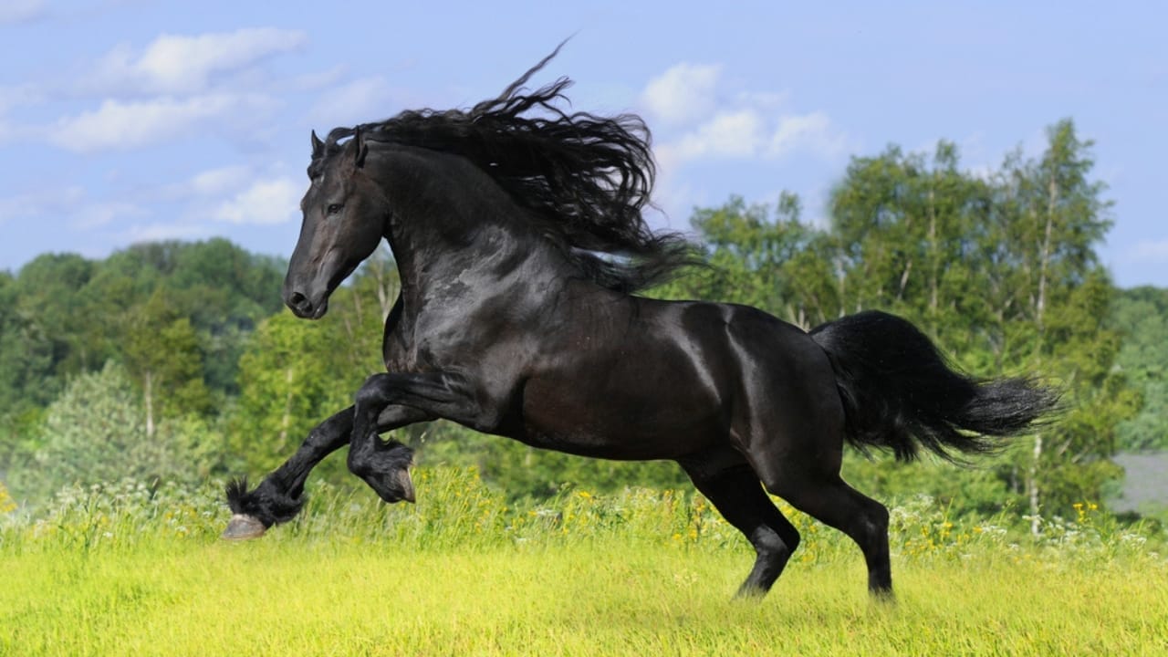 The 15 Most Desired Horse Breeds for Those Who Love to Ride - friesian horse dp3280950