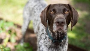 10 Common Misconceptions about German Shorthaired Pointers 1 10 Common Misconceptions about German Shorthaired Pointers - german short haired pointer dog ss2382644693