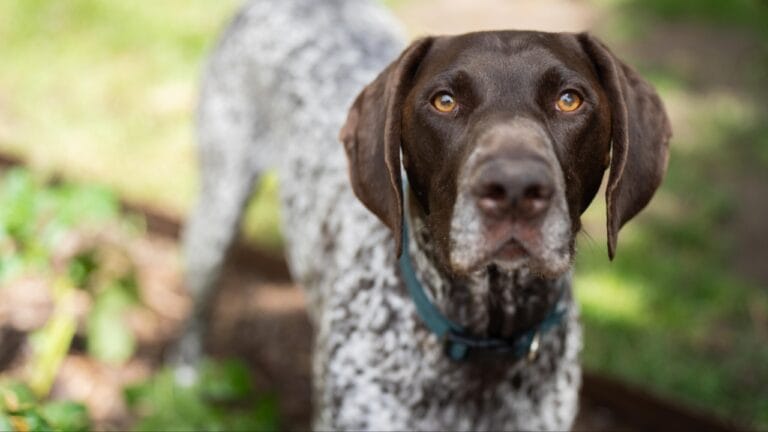 10 Common Misconceptions about German Shorthaired Pointers - german short haired pointer dog ss2382644693