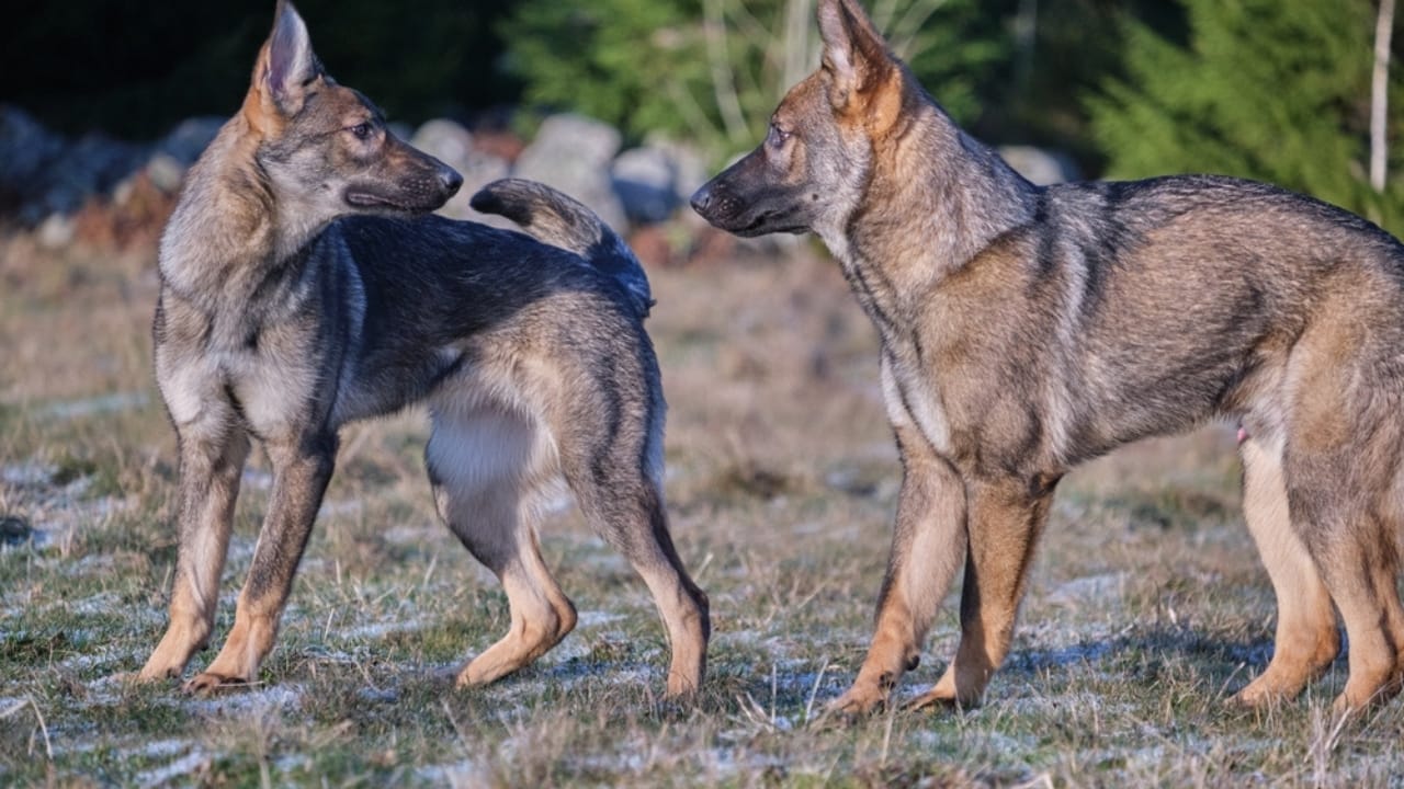 10 Rare German Shepherd Colors You Never Knew Existed 5 10 Rare German Shepherd Colors You Never Knew Existed - german shepherds playing ss2429584117