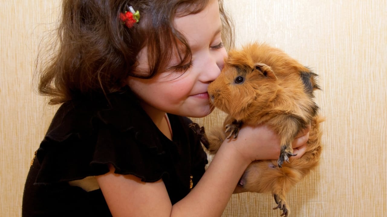 15 Important Facts People Overlook Before Getting a Guinea Pig - girl with guinea pig dp21296939
