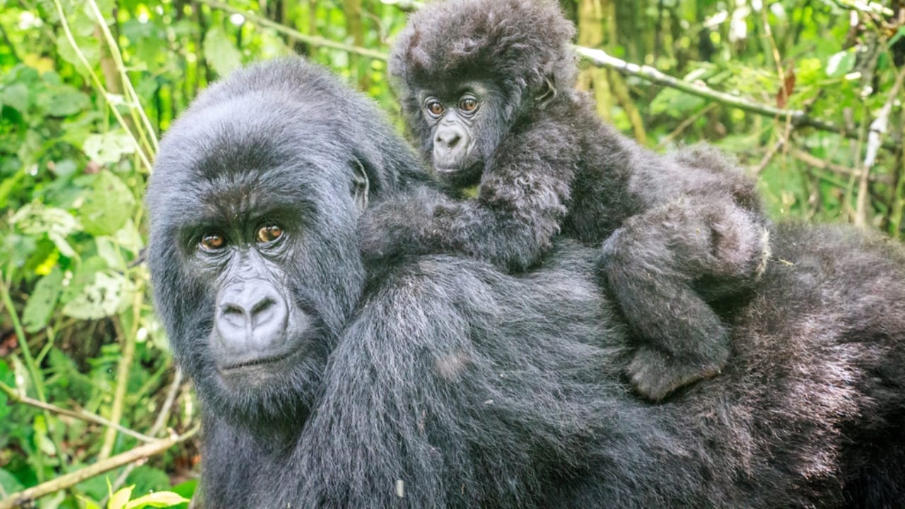 15 Animals That Seem to Understand Death in Surprising Ways 4 15 Animals That Seem to Understand Death in Surprising Ways - gorilla dp136609380