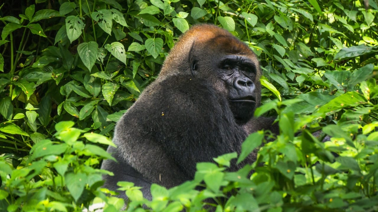 World’s Largest Gorilla Weighs in at a Staggering 589 Pounds 4 World’s Largest Gorilla Weighs in at a Staggering 589 Pounds - gorilla ss628205573