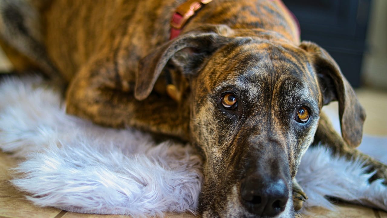 18 Breeds That Love to Take Over Your Bed Every Night - great dane brindle ss2383801197