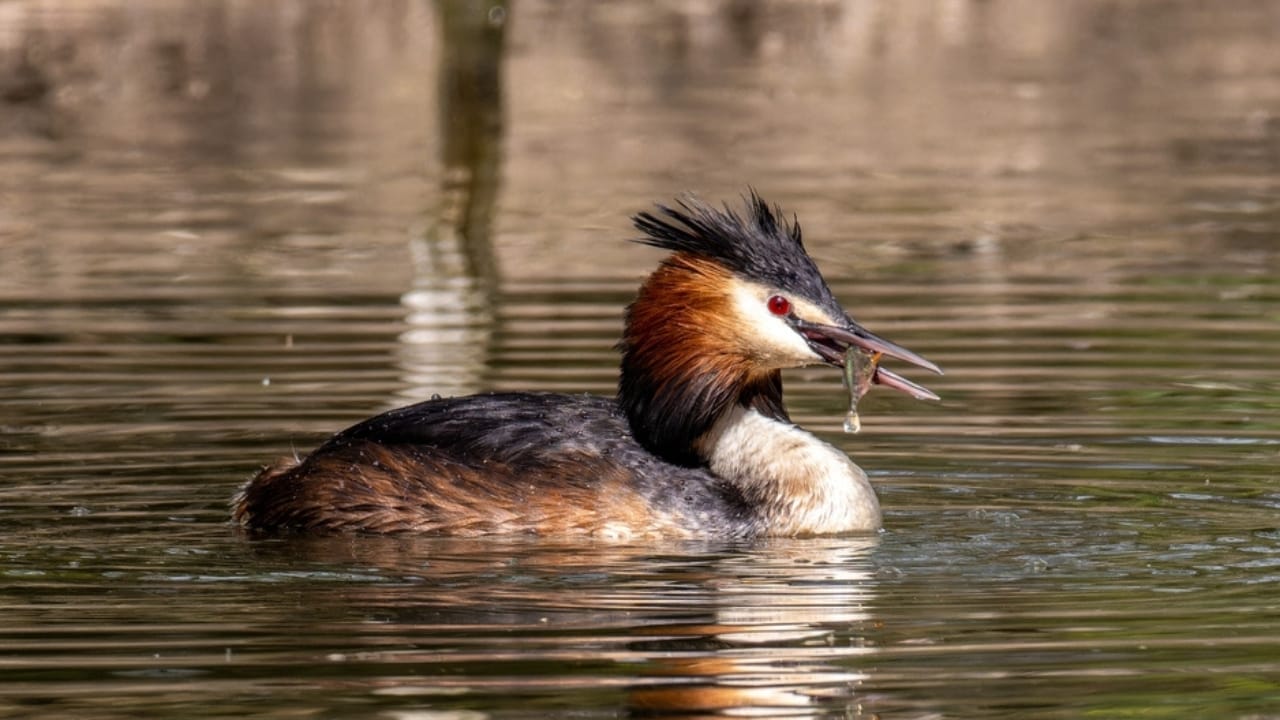 18 Birds Known for Their Black Heads 19 18 Birds Known for Their Black Heads - grebes bird ss2442060785