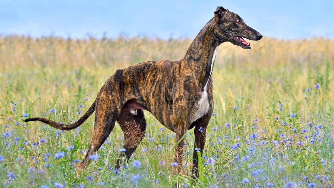 10 Brindle Dog Breeds & Their Unique Genetic Mosaicism 7 10 Brindle Dog Breeds & Their Unique Genetic Mosaicism - greyhound brindle ss2345400785