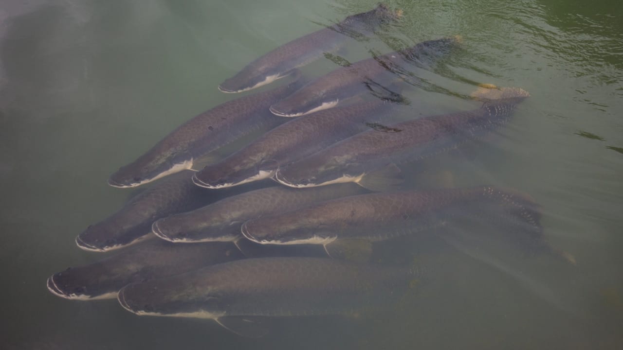 10-Foot Amazon 'River Monster' Found in Florida Waters: Experts Warn of Potential Invasion 7 10-Foot Amazon 'River Monster' Found in Florida Waters: Experts Warn of Potential Invasion - group of arapaima dp67524763
