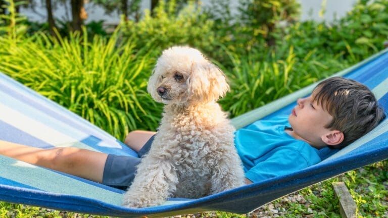 10 Reasons Why Poodles Make Surprisingly Great Guard Dogs 4 10 Reasons Why Poodles Make Surprisingly Great Guard Dogs - guarding boy poodle s2012298755