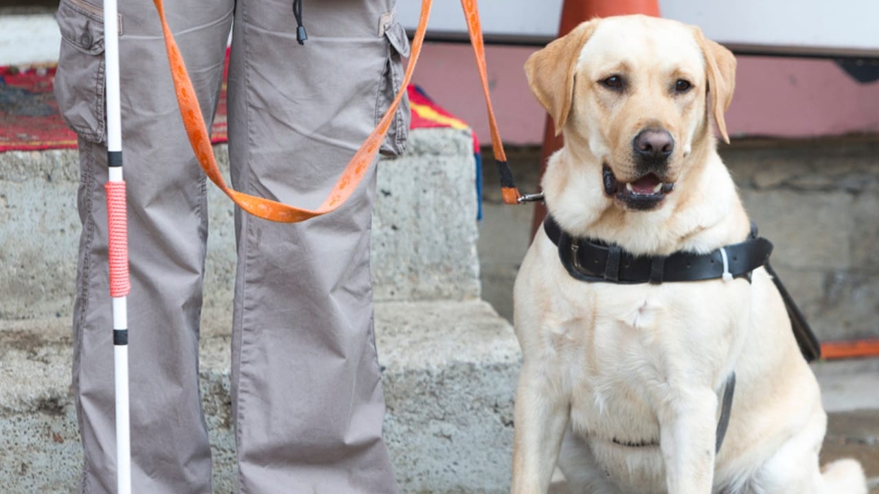 Service Dogs in Action: 14 Facts About Their Life-Transforming Abilities 6 Service Dogs in Action: 14 Facts About Their Life-Transforming Abilities - guide dog with blind owner dp81803836