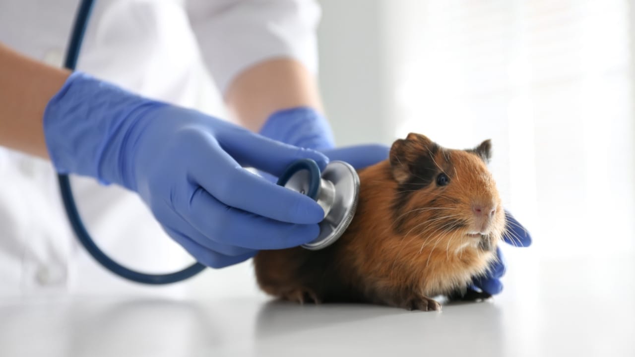 15 Important Facts People Overlook Before Getting a Guinea Pig - guinea pig and vet dp402230538
