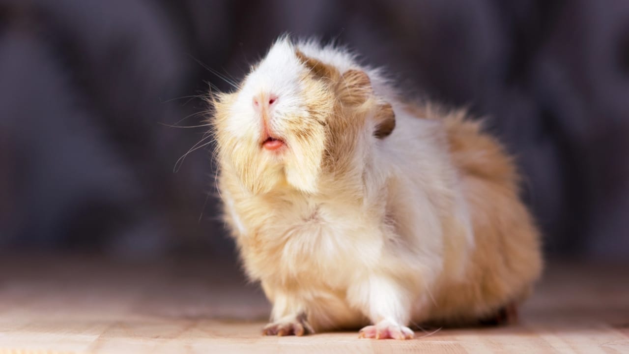 15 Important Facts People Overlook Before Getting a Guinea Pig - guinea pig dp182467396