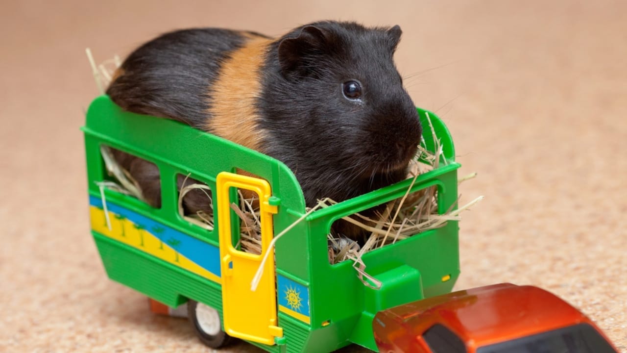 15 Important Facts People Overlook Before Getting a Guinea Pig - guinea pig dp23984021