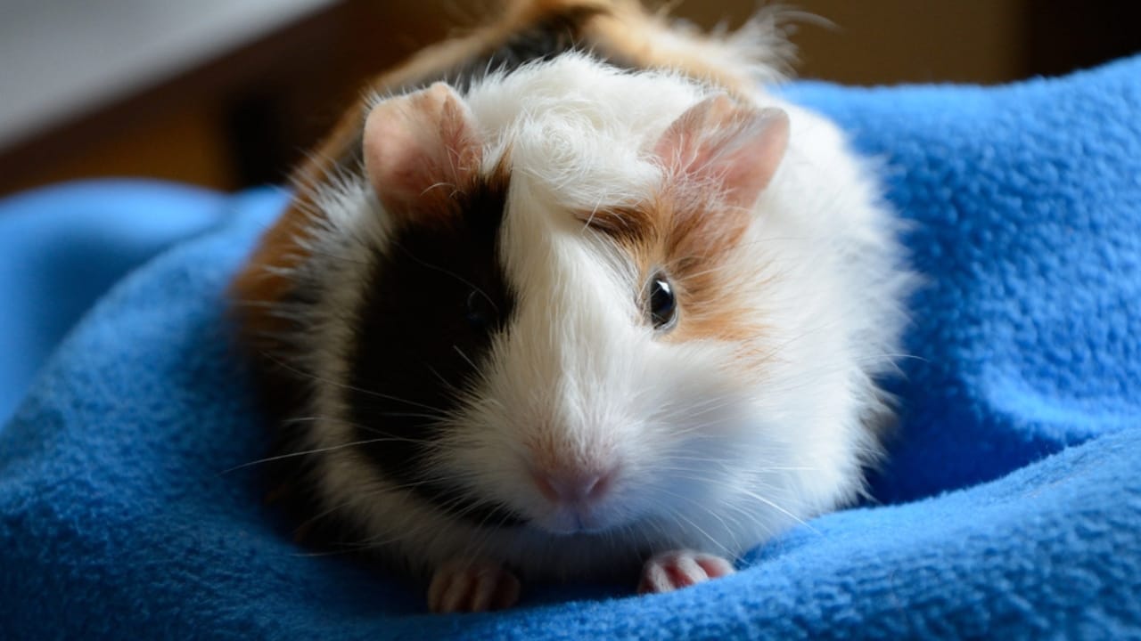 15 Important Facts People Overlook Before Getting a Guinea Pig - guinea pig dp83399978