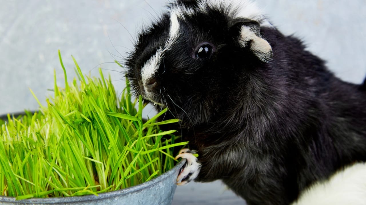 15 Important Facts People Overlook Before Getting a Guinea Pig - guinea pig eating grass dp182455018