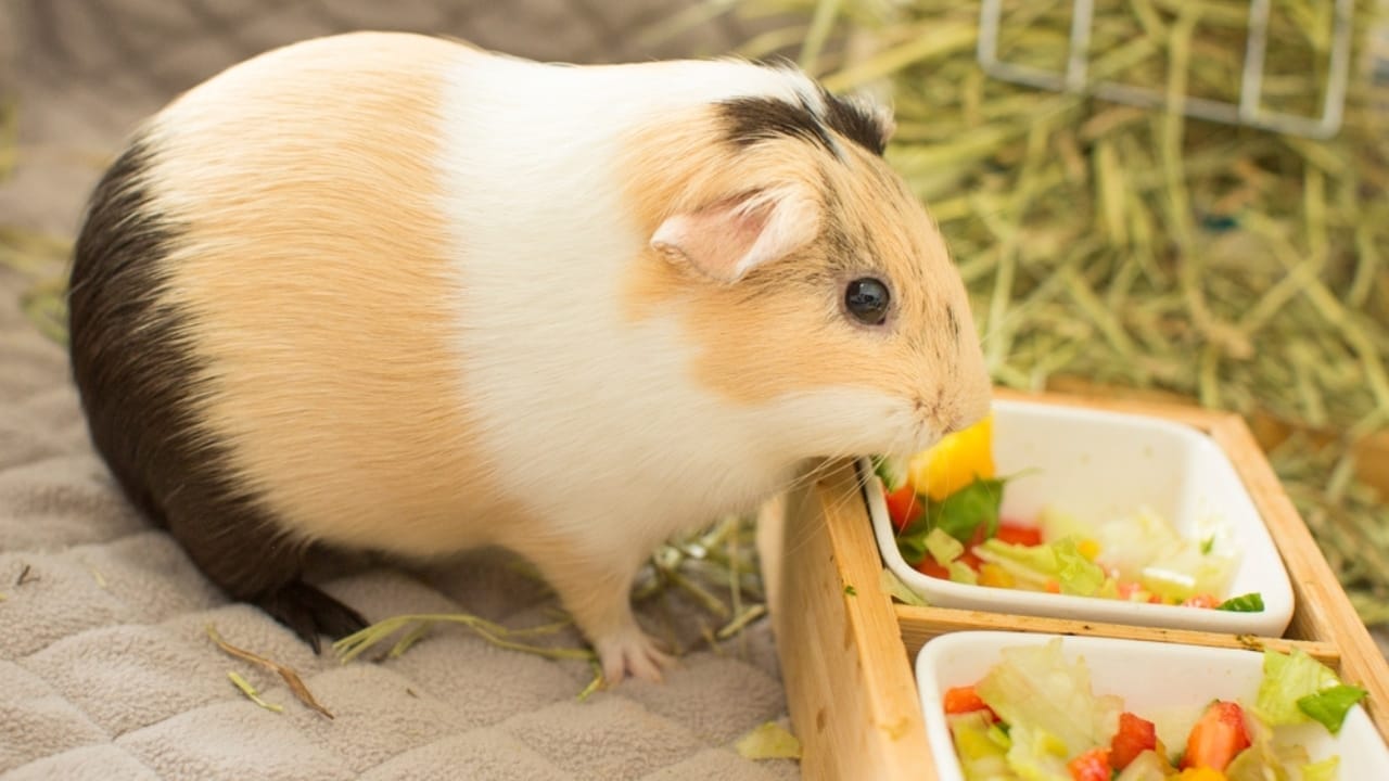 15 Important Facts People Overlook Before Getting a Guinea Pig - guinea pig eating salad ss2353613917