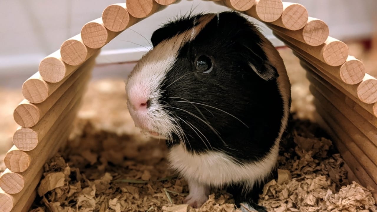 15 Important Facts People Overlook Before Getting a Guinea Pig - guinea pig in cage ss2325745351