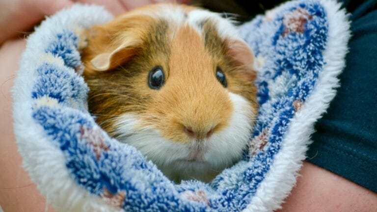 15 Important Facts People Overlook Before Getting a Guinea Pig - guinea pig ss2349741367
