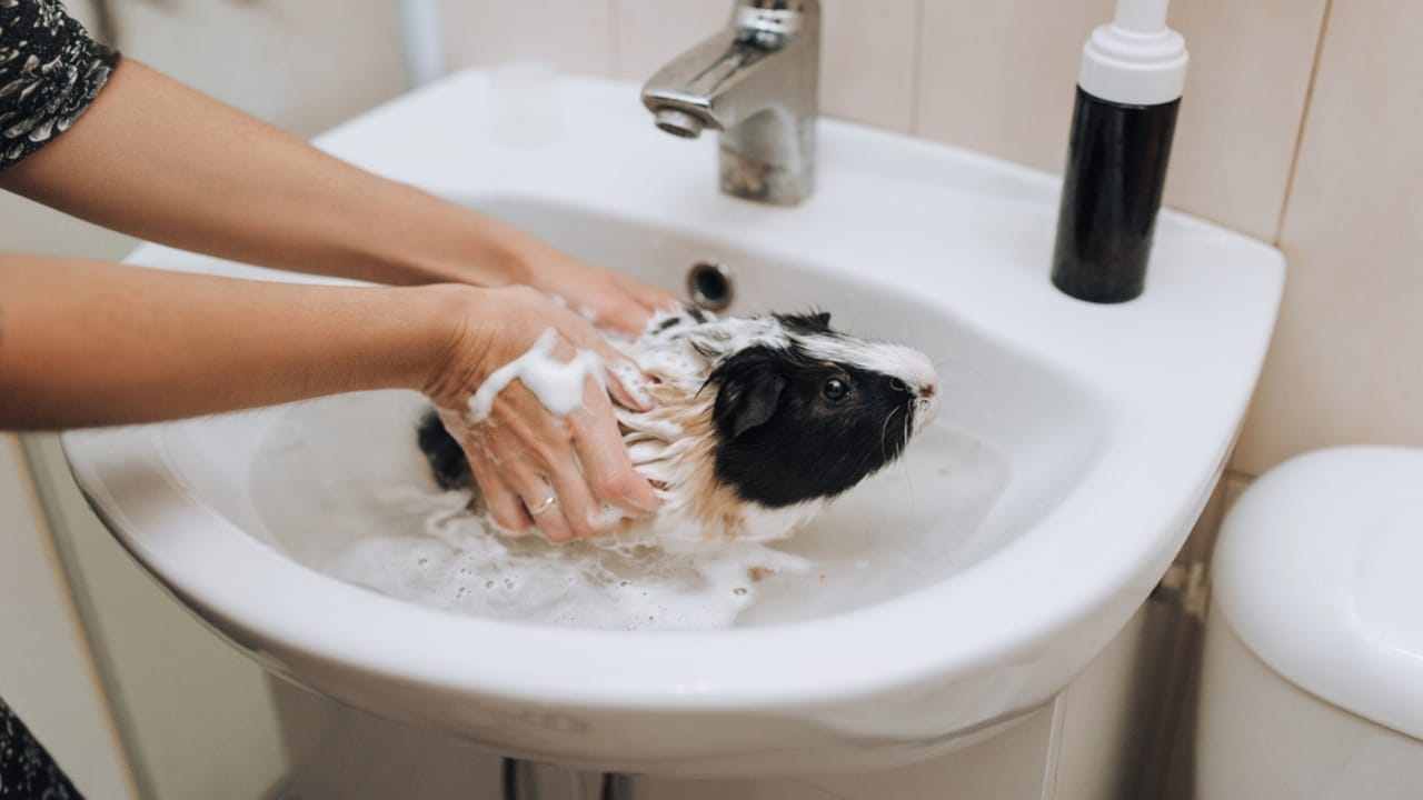 15 Important Facts People Overlook Before Getting a Guinea Pig - guinea pig taking a bath dp357735760