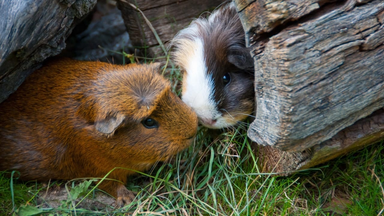 15 Important Facts People Overlook Before Getting a Guinea Pig - guinea pigs dp4670298