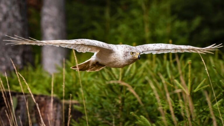 15 Birds That Take Flight at Record-Breaking Speeds - gyrfalcon ss2266010767