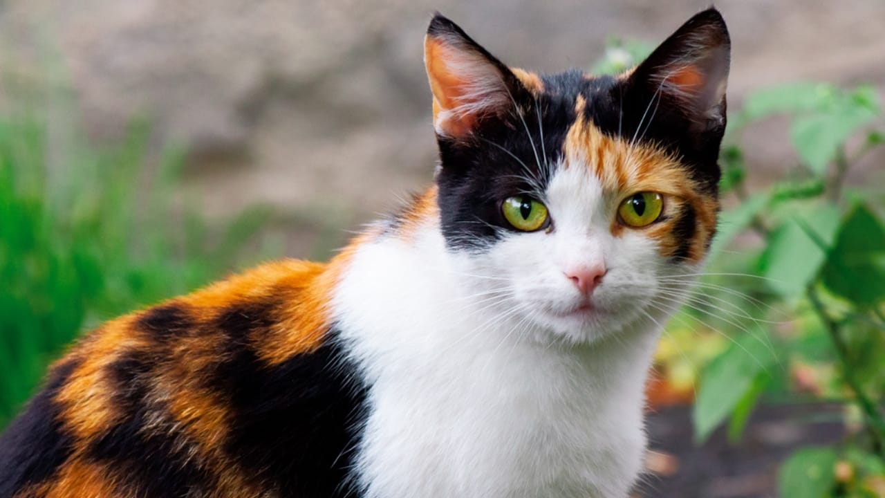 Male Calico Cats are Extremely Rare: 13 Facts Few People Know 10 Male Calico Cats are Extremely Rare: 13 Facts Few People Know - half smiling calico cat dp387526644