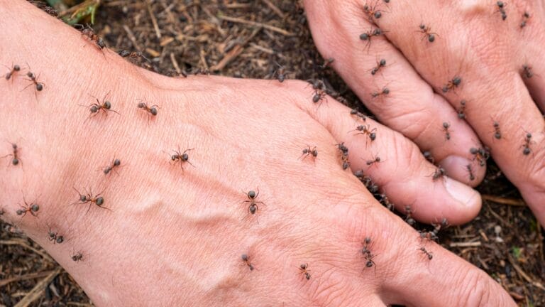 Nature's Ant-idotes: 14 Simple Ways to Get Rid of Ants Outside Naturally 5 Nature's Ant-idotes: 14 Simple Ways to Get Rid of Ants Outside Naturally - hands ants ss1732456172