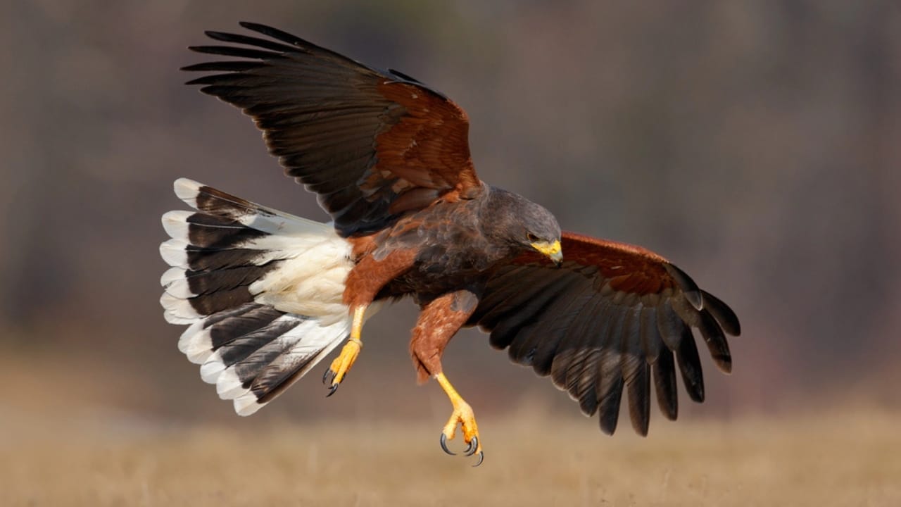 10 Spiritual Messages Hawks May Be Sending You 7 10 Spiritual Messages Hawks May Be Sending You - harriss hawk dp102968294