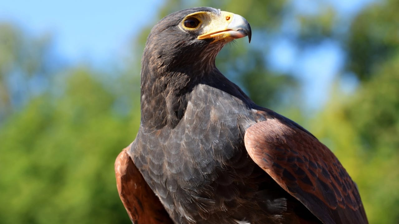 10 Spiritual Messages Hawks May Be Sending You 5 10 Spiritual Messages Hawks May Be Sending You - harriss hawk dp221283096