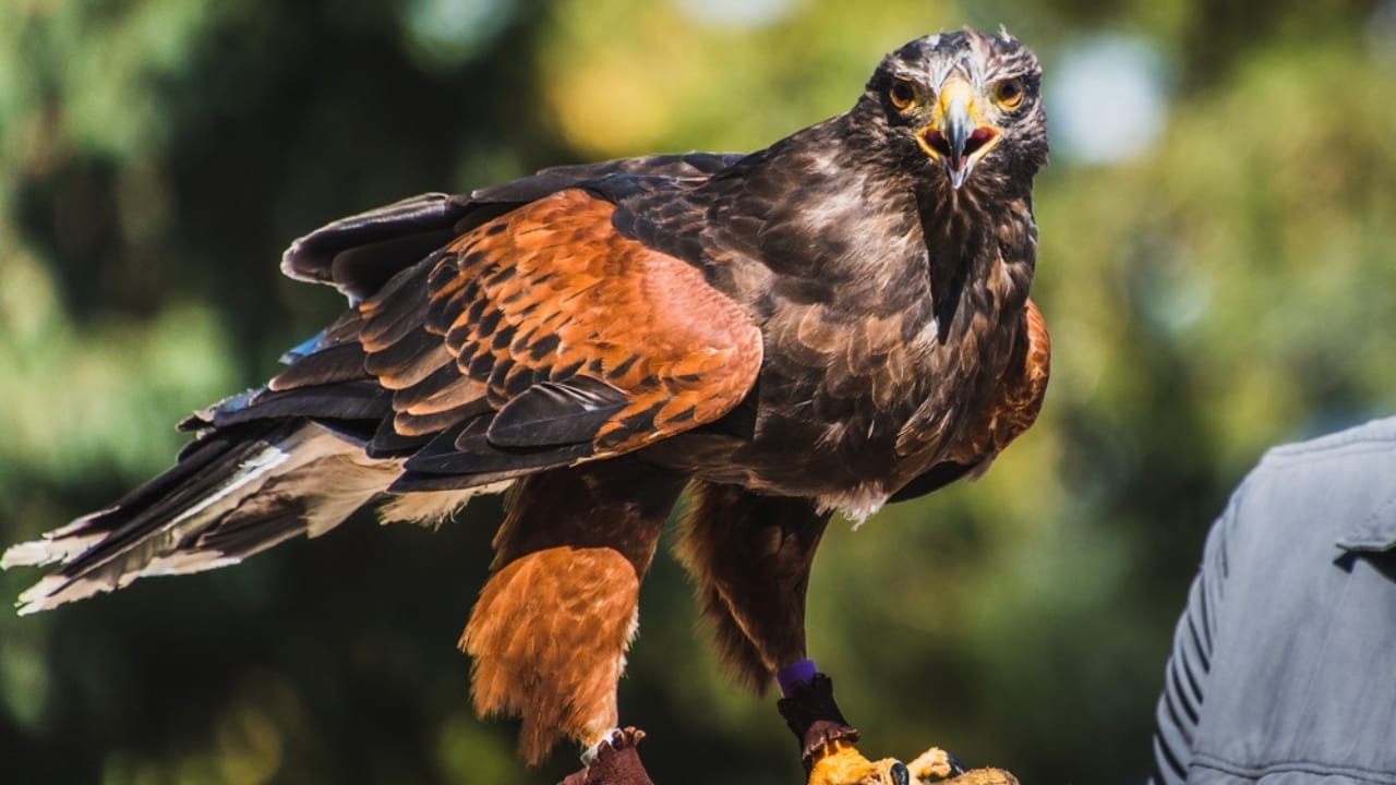 10 Spiritual Messages Hawks May Be Sending You 6 10 Spiritual Messages Hawks May Be Sending You - harriss hawk dp406606202