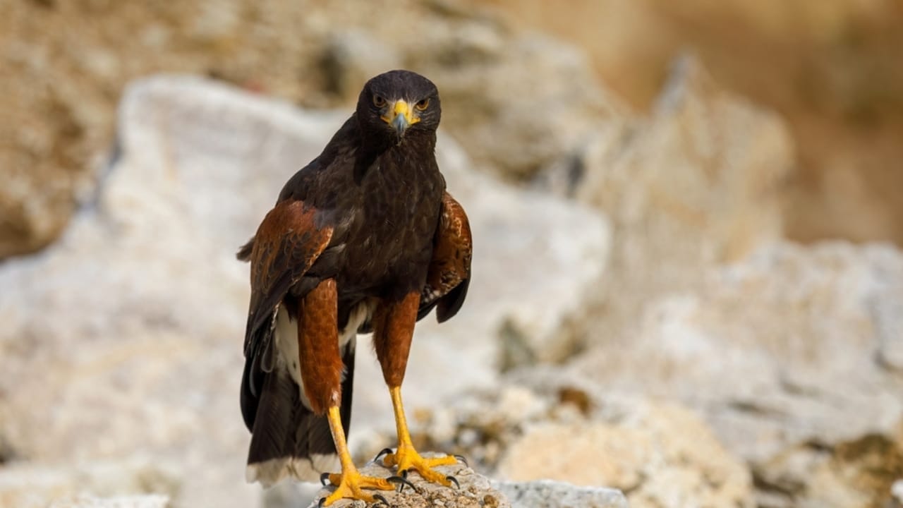 10 Spiritual Messages Hawks May Be Sending You 10 10 Spiritual Messages Hawks May Be Sending You - harriss hawk ss2495485581