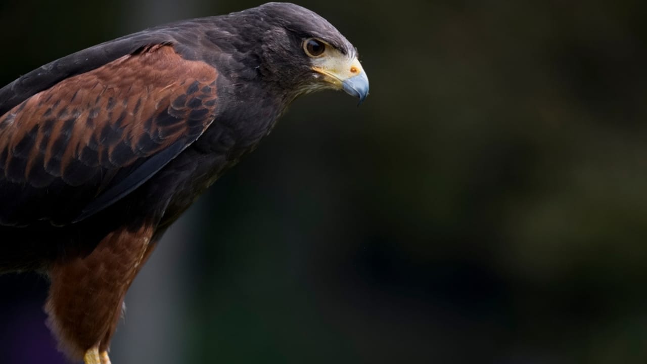 10 Spiritual Messages Hawks May Be Sending You 9 10 Spiritual Messages Hawks May Be Sending You - harriss hawk ss2501506765