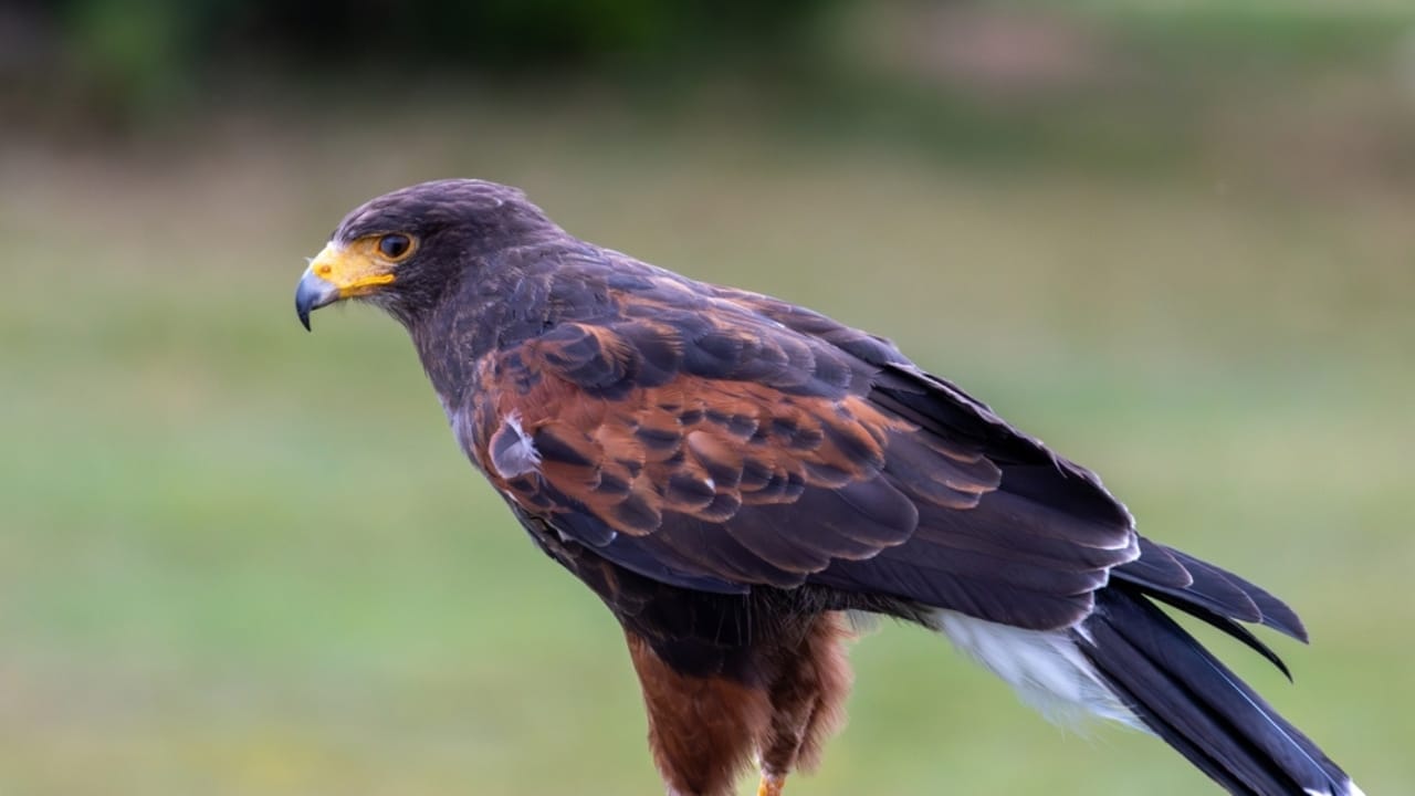 10 Spiritual Messages Hawks May Be Sending You 11 10 Spiritual Messages Hawks May Be Sending You - harriss hawk ss2509759201