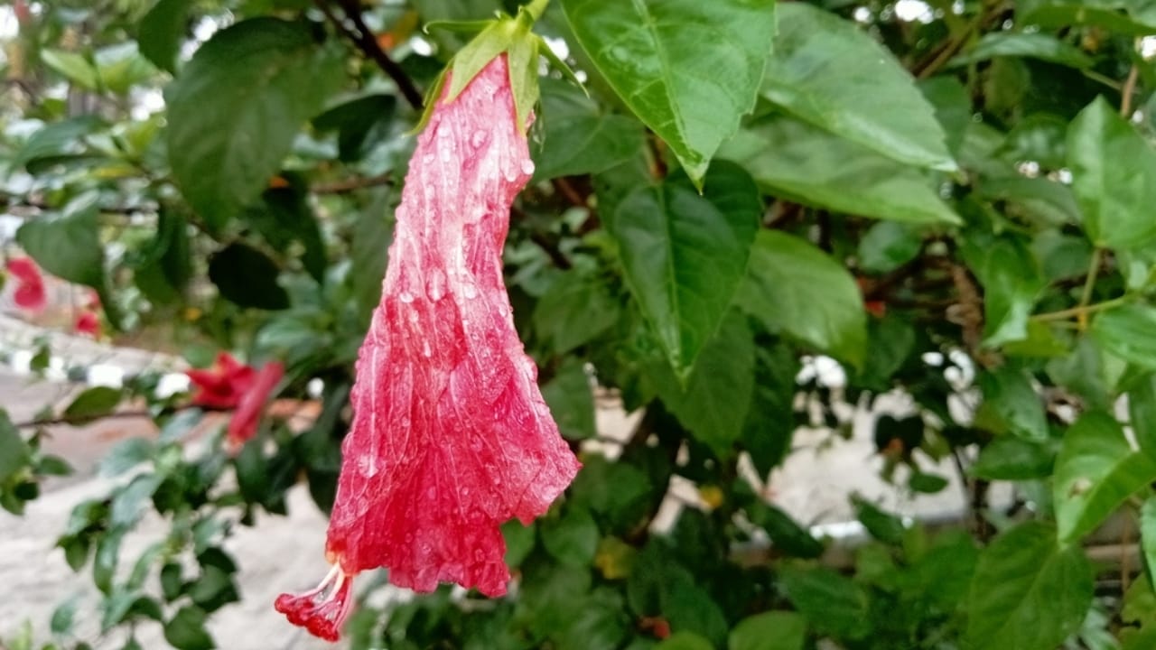 12 Easy Tricks for Thriving Hibiscus Plants - hibiscus wither petals ss2474234405