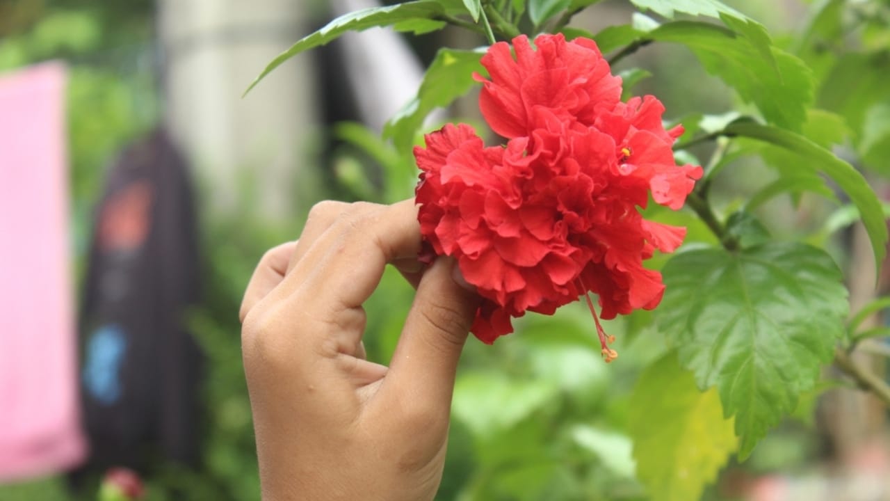 Fertilize Hibiscus Like a Pro: Timing for the Best Blooms 6 Fertilize Hibiscus Like a Pro: Timing for the Best Blooms - holding hibiscus ss2455202397