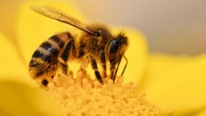 The Flower That Can Keep Your Garden Yellowjacket-Free 1 The Flower That Can Keep Your Garden Yellowjacket-Free - honey bee wasp yellow jacket collecting pollen ss1960473127