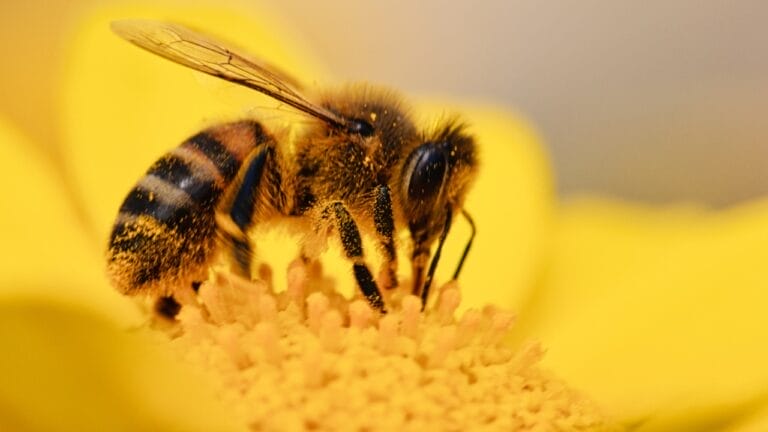 The Flower That Can Keep Your Garden Yellowjacket-Free 8 The Flower That Can Keep Your Garden Yellowjacket-Free - honey bee wasp yellow jacket collecting pollen ss1960473127