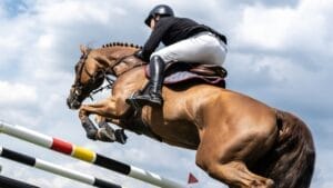 17 Breeds Dominating the Global Equestrian Scene That Makes Germany Proud 1 17 Breeds Dominating the Global Equestrian Scene That Makes Germany Proud - horse jumping rising ss2416906841