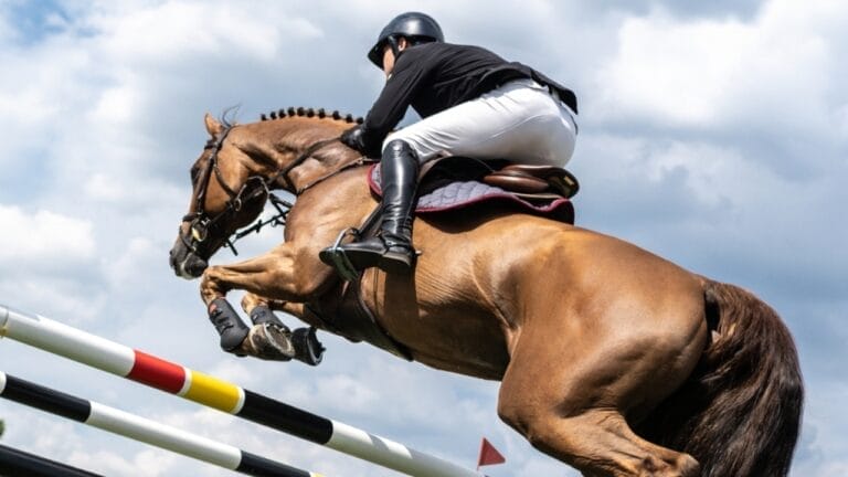 17 Breeds Dominating the Global Equestrian Scene That Makes Germany Proud 7 17 Breeds Dominating the Global Equestrian Scene That Makes Germany Proud - horse jumping rising ss2416906841