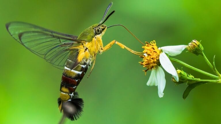 The Sweet-Loving Insect That’s a Master of Disguise 2 The Sweet-Loving Insect That’s a Master of Disguise - hummingbird hawk moth ss2437009181